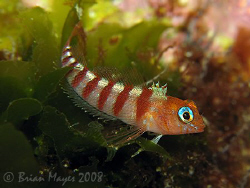Blue-Eyed Triplefin (Notoclinops segmentatus)<><><>Canon ... by Brian Mayes 